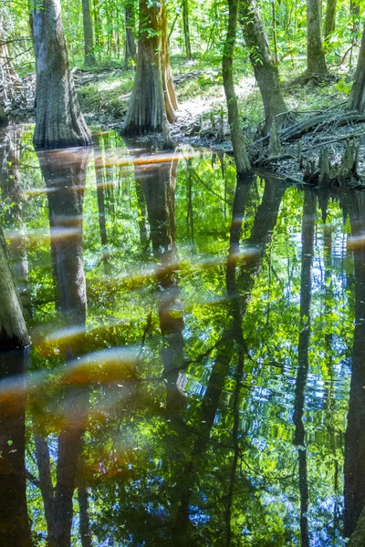 Cypress lesy a bažina Congaree národní Park v Jižní Caro — Stock fotografie