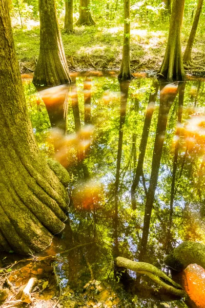 Forêt de cyprès et marais du parc national du Congrès à South Caro — Photo