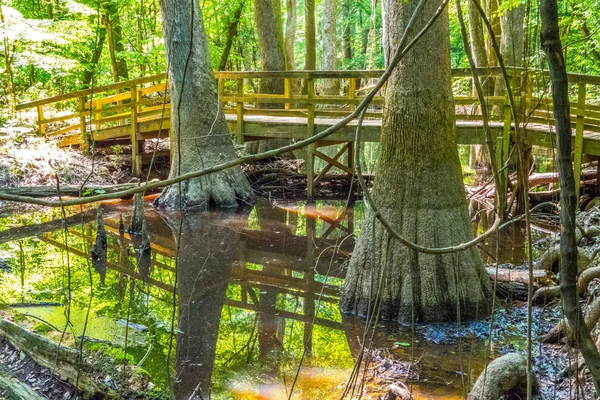 Δάσος και βάλτο του Congaree εθνικό πάρκο κυπαρίσσι Caro Νότια — Φωτογραφία Αρχείου