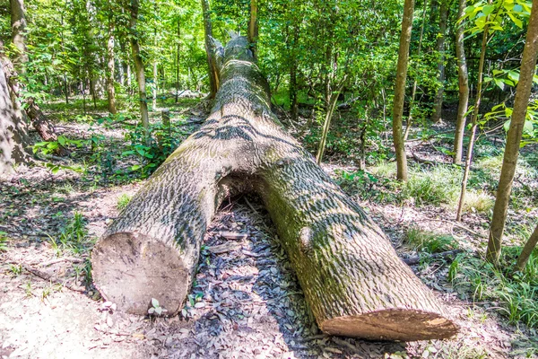 Bosque de cipreses y pantano del Parque Nacional Congaree en South Caro — Foto de Stock