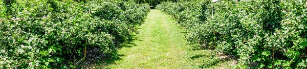 Panorama of rapberry farm isle — Stock Photo, Image
