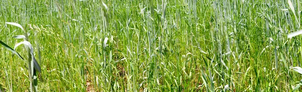 Grama verde trigo closeup panorama — Fotografia de Stock