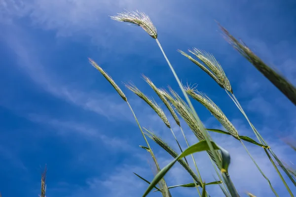 Tittar upp på blå himmel och gräset i förgrunden — Stockfoto