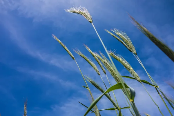 Olhando para o céu azul e grama em primeiro plano — Fotografia de Stock