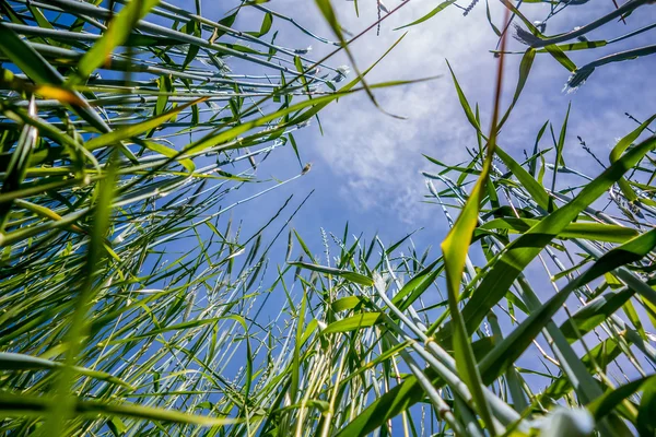 Blick in den blauen Himmel und das Gras im Vordergrund — Stockfoto