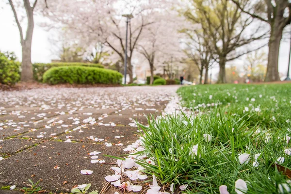 Spring in the park with benches and sidewalk — Stock Photo, Image