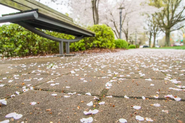 Spring in the park with benches and sidewalk — Stock Photo, Image