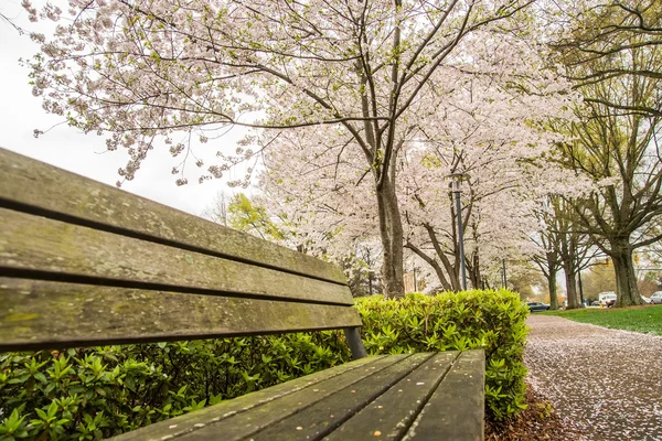 Spring in the park with benches and sidewalk — Stock Photo, Image