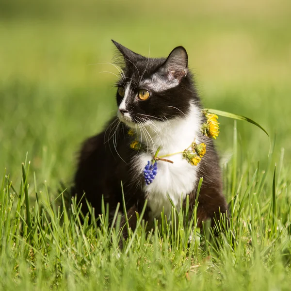 Black cat playing on green grass lawn — Stock Photo, Image