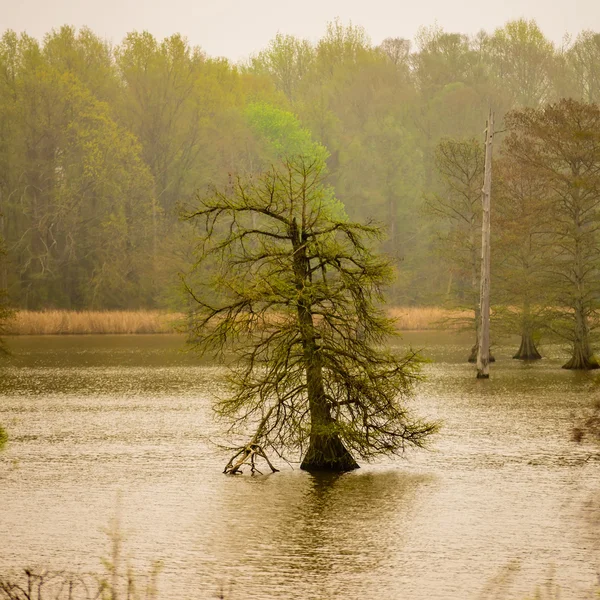 Altos árboles viejos en medio del lago en la niebla — Foto de Stock