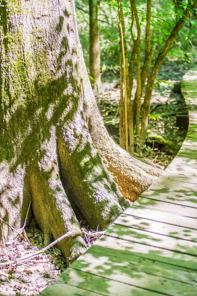 Cypress bos en moeras van Congaree Nationaal Park in Zuid-Caro — Stockfoto