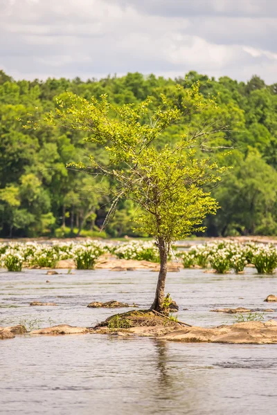 Scener runt landsford canal state park i south carolina — Stockfoto