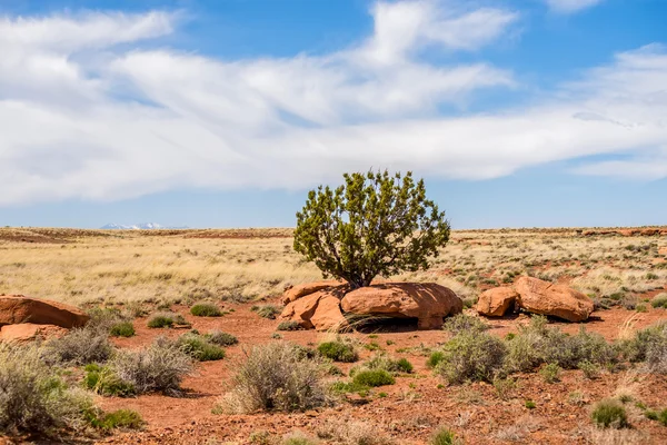 Einsamer Baum grwong zwischen Felsen in arizona Wüste — Stockfoto