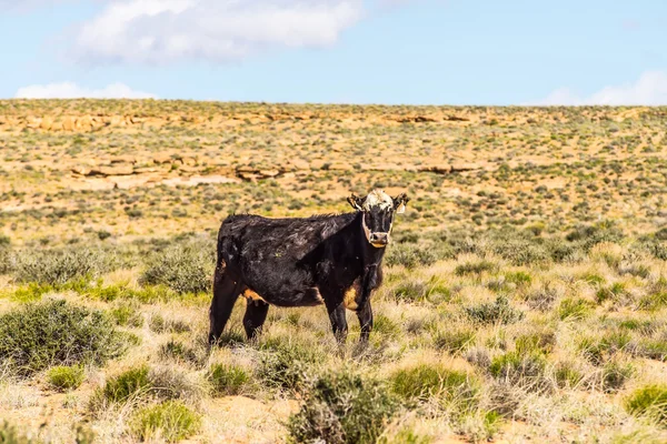 Λιβάδι άγρια αγελάδων σε canyonlands αγρόκτημα στη Γιούτα και την Αριζόνα — Φωτογραφία Αρχείου