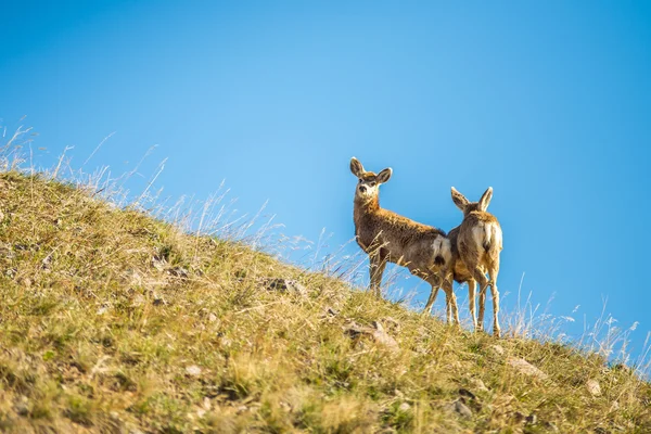 Twee jonge herten permanent op heuvel — Stockfoto