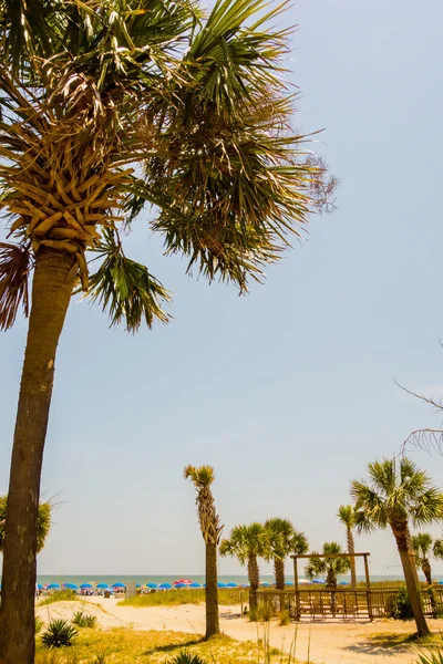 Palm trees in georgia state usa — Stock Photo, Image