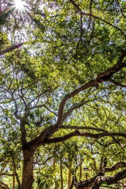 Gürcistan kurulu yürüyüş sahneleri Hilton baş