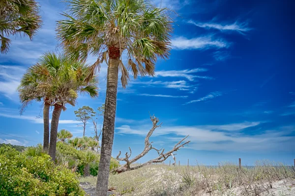 Chasse île plage scènes — Photo