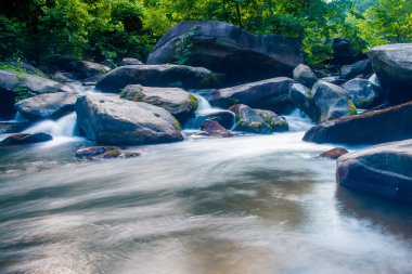 geniş ormanlık orman içinden akan nehir