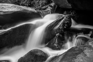 geniş ormanlık orman içinden akan nehir