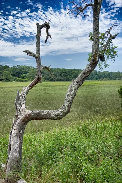 Jaktscener ö stranden — Stockfoto