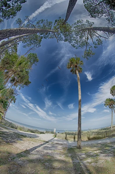 Cenas de praia na ilha de caça carolina do sul — Fotografia de Stock