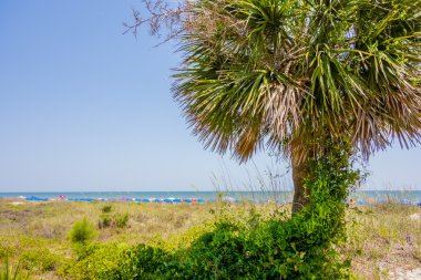 georgia state ABD palmiye ağaçlarında