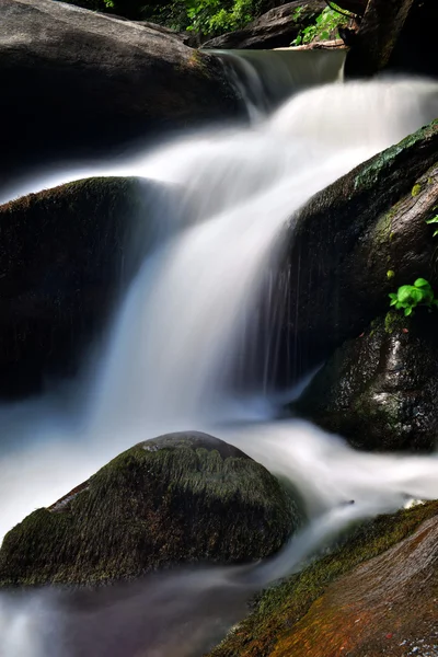 Bred elv som renner gjennom skog – stockfoto