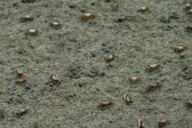 ada Güney carolina avcılık çevresinde doğa sahneleri