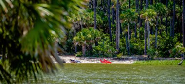 Palmetto orman avcılık Island beach üzerinde