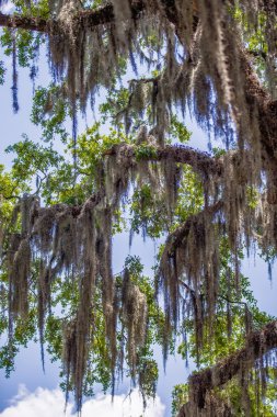 Savannah Georgia meşe ağaç sokakları
