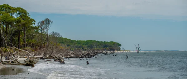 Palmetto orman avcılık Island beach üzerinde — Stok fotoğraf