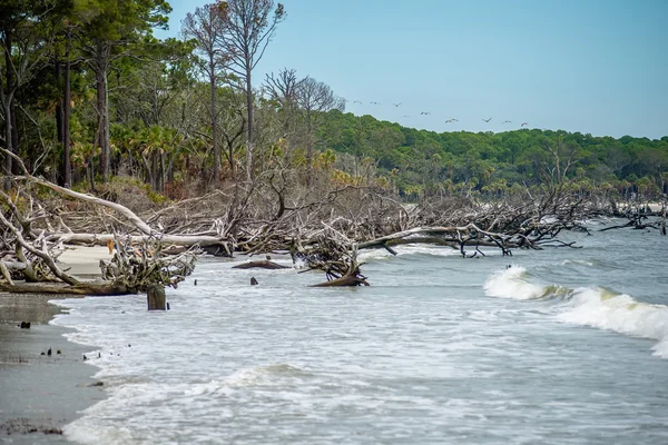 Palmetto bosque en la playa isla de caza — Foto de Stock