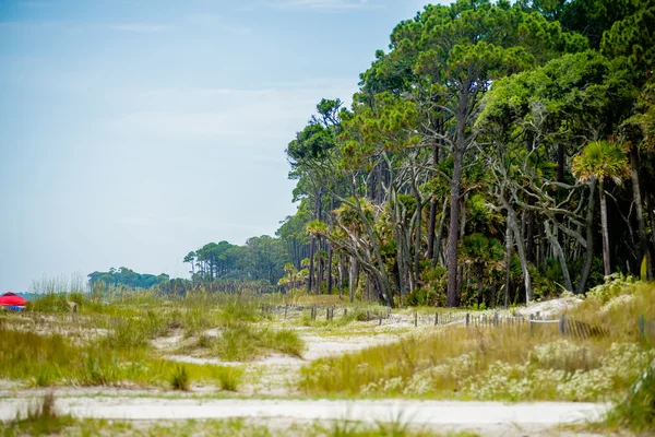 Palmenwald am Strand der Jagdinsel — Stockfoto