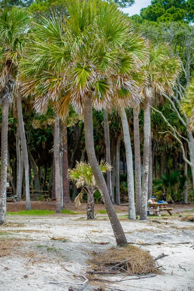 Palmetto orman avcılık Island beach üzerinde — Stok fotoğraf