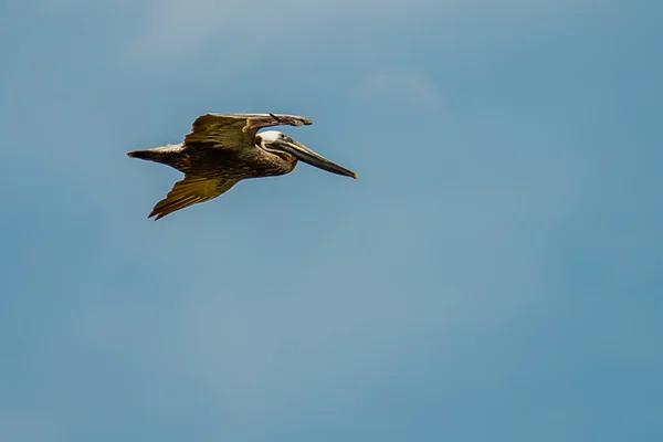 Natuurtaferelen rond jacht eiland Zuid-carolina — Stockfoto