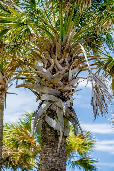 Palmetto palmy v dílčí tropické podnebí z usa — Stock fotografie