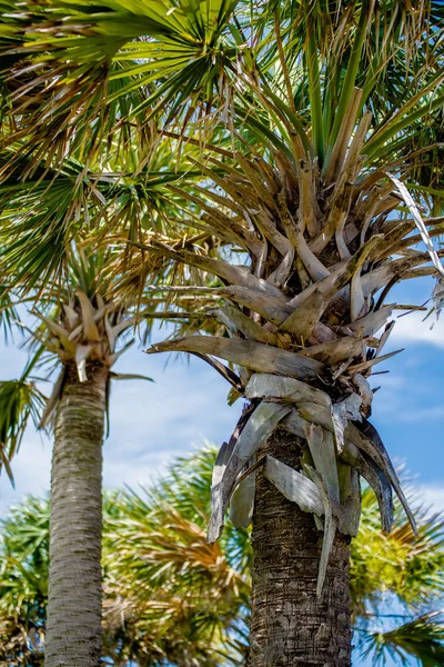 Palmetto palm trees in sub tropical climate of usa — Stock Photo, Image