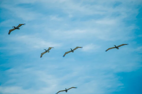 Natuurtaferelen rond jacht eiland Zuid-carolina — Stockfoto