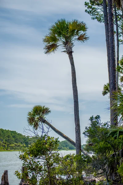 Forêt palmetto sur la plage île de chasse — Photo
