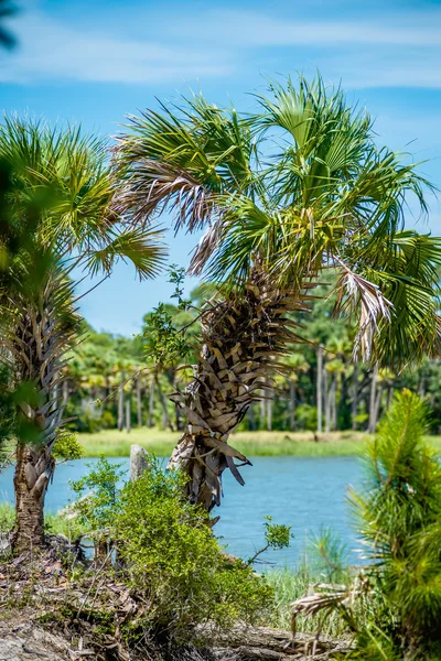 Floresta palmetto na ilha de caça praia — Fotografia de Stock