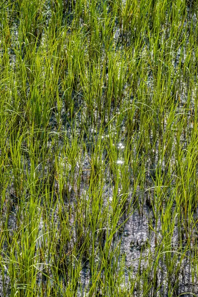 Cenas da natureza em torno da ilha de caça carolina do sul — Fotografia de Stock