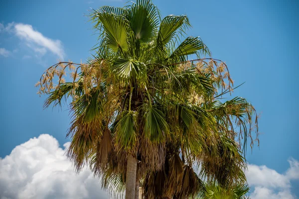 Palmetto strom proti Carolina modré oblohy. — Stock fotografie