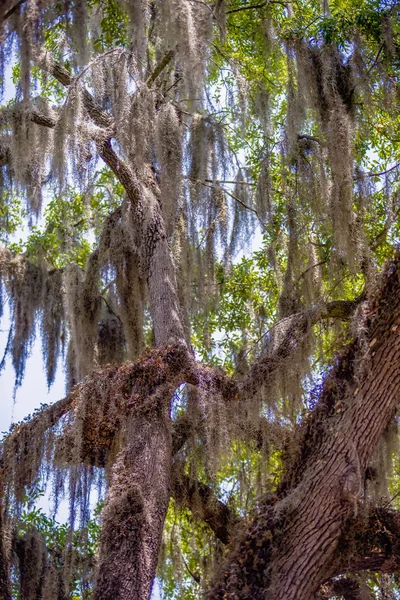Savannah Georgia meşe ağaç sokakları — Stok fotoğraf