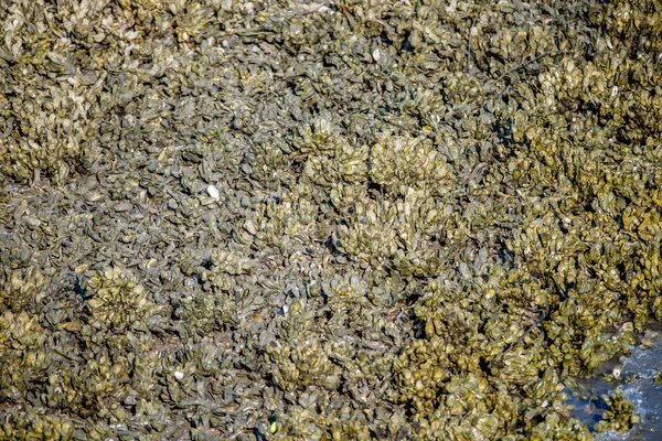 Kolonie van seashell mosselen op een jacht eiland strand — Stockfoto