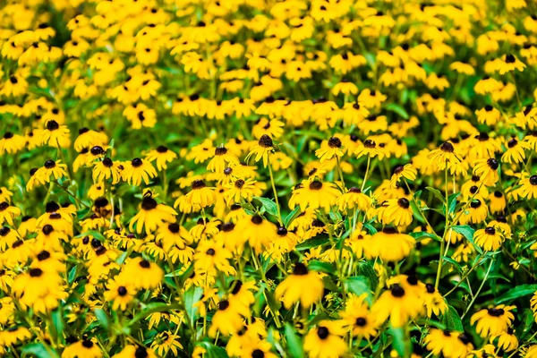 Ljust gul rudbeckia eller Black Eyed Susan blommor i garde — Stockfoto