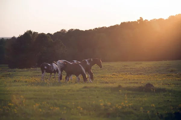 Beautiful  horse on the pasture at sunset in south carolina moun — Stock Photo, Image