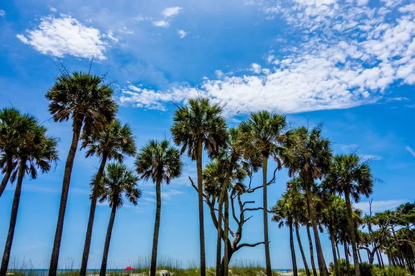 Escenas de la naturaleza alrededor de isla de caza sur carolina — Foto de Stock