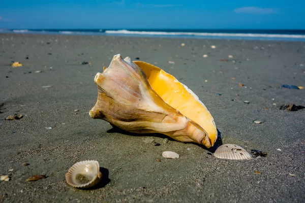 Sea shell op een strand van de Atlantische Oceaan bij zonsondergang — Stockfoto