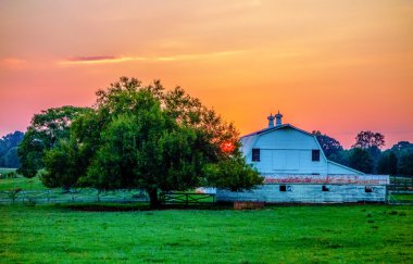 York'un Güney carolina beyaz gül